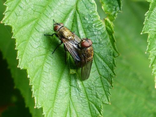 Réf. 240 659 : Pollenia sp.